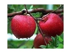 新品種 紅肉蘋果苗 紅色之愛蘋果樹苗批發-- 煙臺市林業局果樹苗木科研基地煙臺矮化蘋果苗