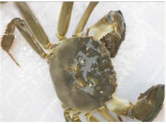 螃蟹批發螃蟹養殖-- lift索具集團中國公司銷售部