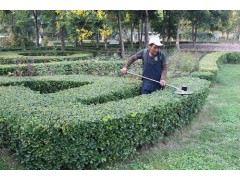 綠地美牌電動綠籬機  價格-- 石家莊綠華機械科技有限公司