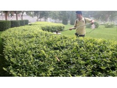 莊綠華機械科技專業(yè)批發(fā)各種茶樹修剪機-- 石家莊綠華機械科技有限公司