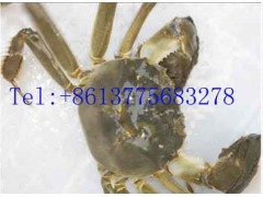 泰州批發(fā)螃蟹,泰州批發(fā)大閘蟹-- lift索具集團(tuán)中國公司銷售部