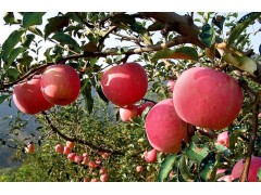 運城代理收購紅富士蘋果-- 誠信商貿果品信息網銷售部