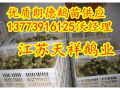 供應純種朗德鵝苗新疆鵝苗多少錢一只-- 江蘇宿遷市天祥禽業