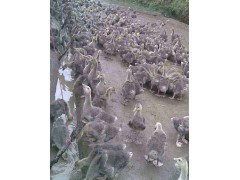 供應純種獅頭鵝苗玉林市鵝苗多少錢一只-- 江蘇宿遷市天祥禽業