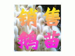 供應優質純種浙東鵝苗湖北鵝苗價格-- 江蘇宿遷市天祥禽業