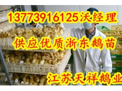 供應浙東鵝苗海南鵝苗多少錢一只-- 江蘇宿遷市天祥禽業