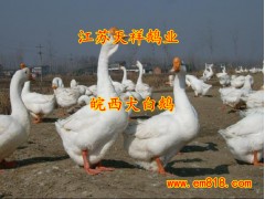 供應皖西大白鵝湖北鵝苗價格-- 江蘇宿遷市天祥禽業