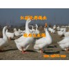 供應皖西大白鵝湖北鵝苗價格