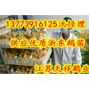 供應浙東鵝苗海南鵝苗供應商