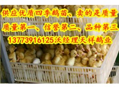 常年供應優質浙東鵝苗河南鵝苗供應商-- 江蘇宿遷市天祥禽業