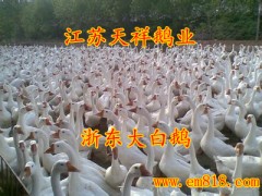 銷售浙東鵝苗河南最大鵝苗供應商-- 江蘇宿遷市天祥禽業