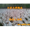 銷售浙東鵝苗河南最大鵝苗供應商