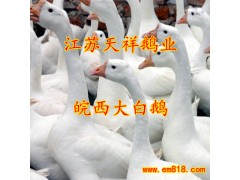 供應皖西鵝苗湖北鵝苗最大供應商-- 江蘇宿遷市天祥禽業
