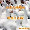 供應皖西鵝苗湖北鵝苗最大供應商