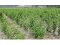 供應(yīng)黃花槐苗價(jià)格_成都黃花槐_重慶苗批發(fā) -自貢黃花槐基地-- 成都艾邁特園林綠化工程有限公司