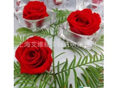 永生花技術 保鮮花技術 玫瑰技術轉讓-常青藤-- 上海艾維福勞有限公司