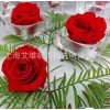 永生花技術(shù) 保鮮花技術(shù) 玫瑰技術(shù)轉(zhuǎn)讓