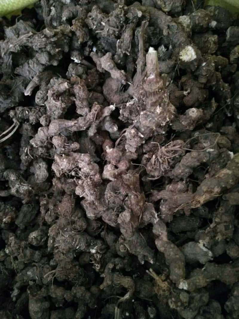 東北藥材購銷-- 東北藥材購銷