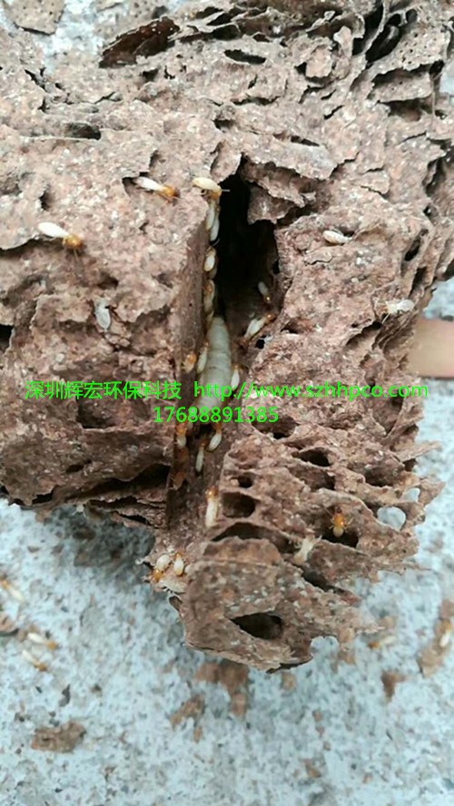 深圳白蟻防治 |深圳白蟻防治中心 |深圳白蟻防治公司 輝宏供-- 深圳市輝宏環保科技有限公司