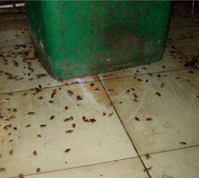 南昌滅鼠公司 南昌嘉事潔殺蟲公司 專業(yè)滅蟑螂 經(jīng)驗豐富-- 南昌市嘉事潔病蟲害防治有限公司