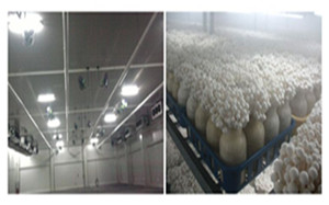 大棚蔬菜噴霧降溫系統(tǒng)設(shè)備效果-- 深圳通寶環(huán)境技術(shù)有限公司