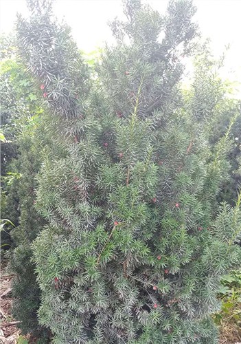 淄博園林綠化養護|紅豆杉苗木|紅豆杉的藥用價值|鷹松供-- 淄博鷹松農業發展有限公司